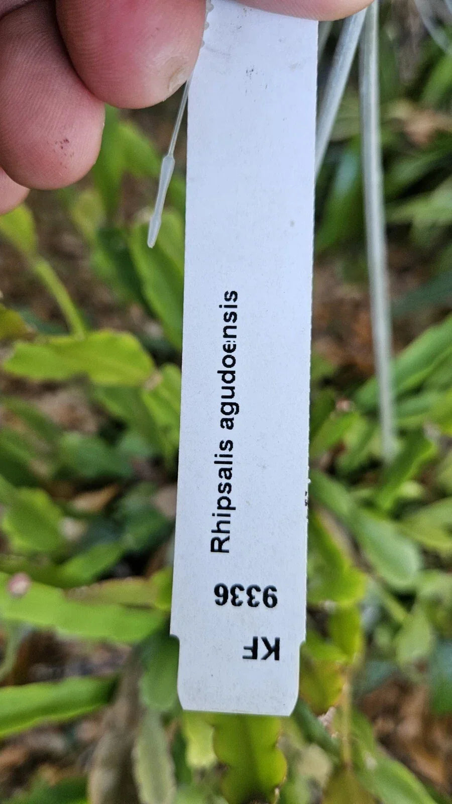 Rhipsalis Agudoensis Cuttings - 5 Orchid Cactus Cuttings 4 Inches Each - Full Sun Indoor Plant