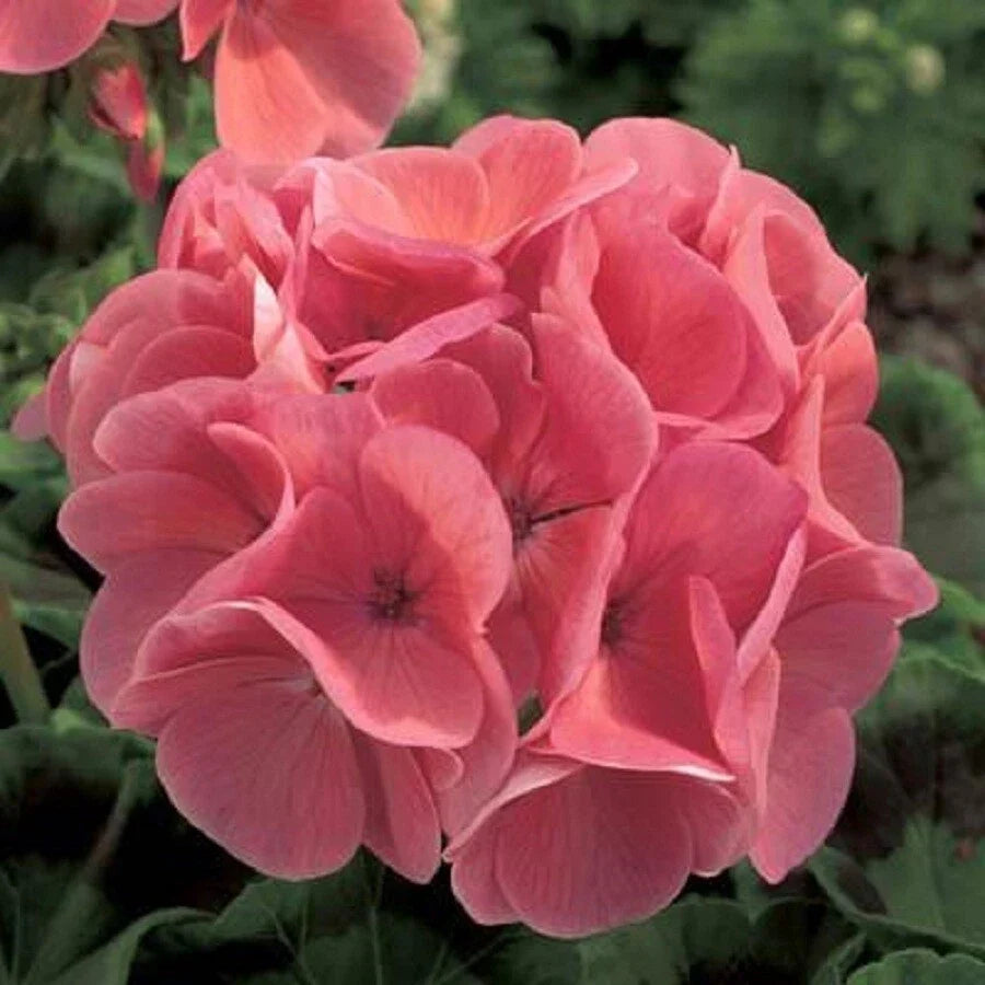 Ivy Geranium Cuttings Assortment - 8 Fresh Rooting Pelargonium peltatum for Hanging Baskets and Gardens