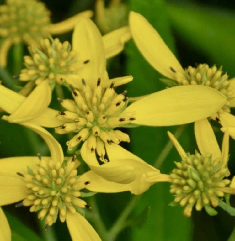 Organic Yellow Wildflower Bare Root Plants - 8 Wingstem Verbesina alternifolia for Pollinator Gardens