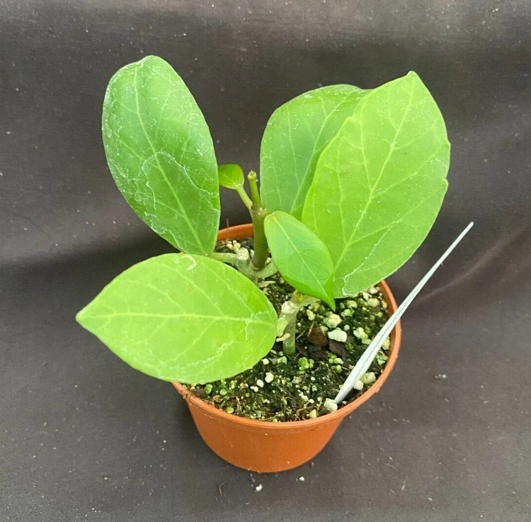 Hoya pusilla Rooted Houseplant 2.5" Pot, Trailing Green Foliage, Low Maintenance Indoor Plant