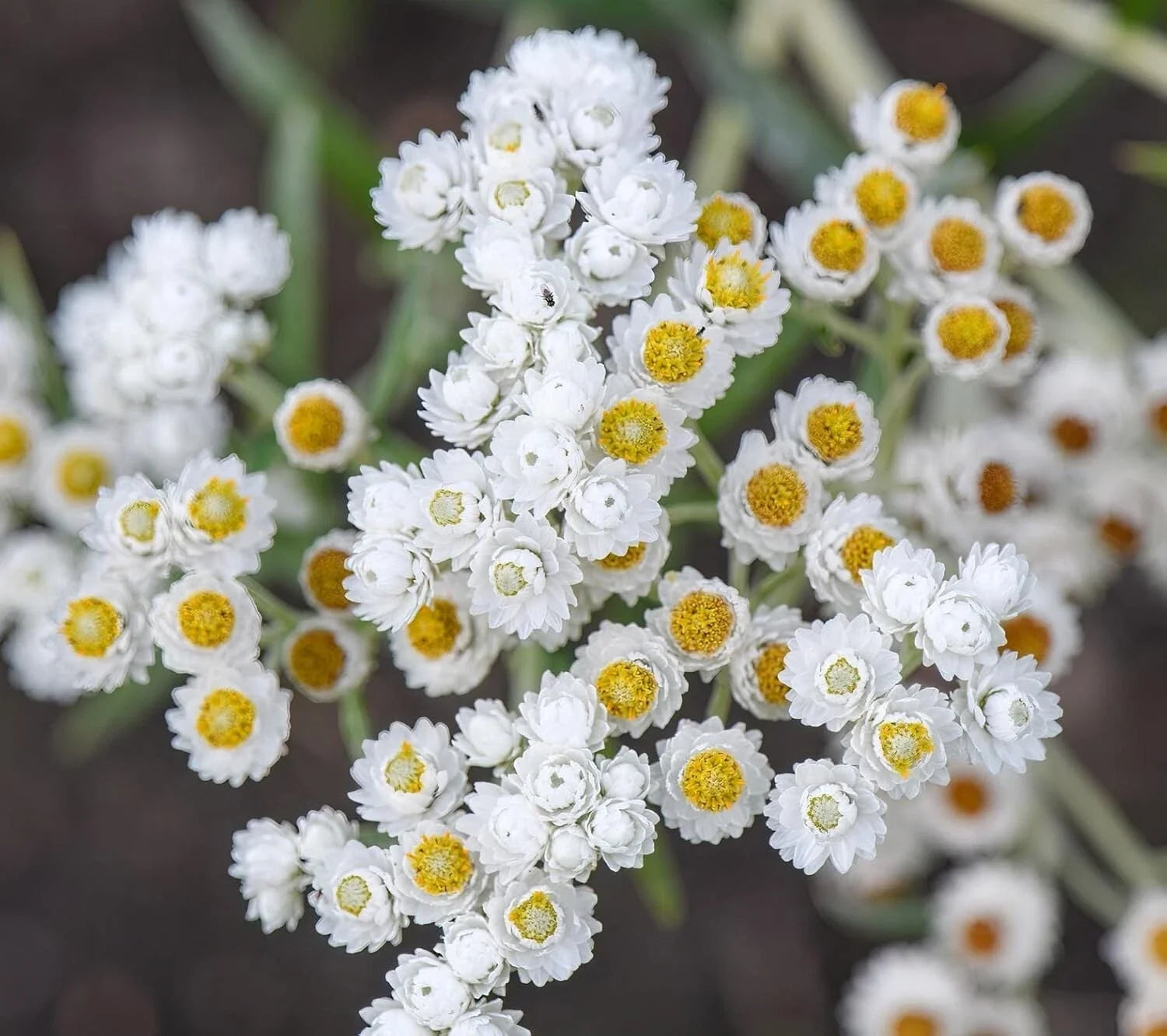Pearly Everlasting Wildflower Seeds - Anaphalis Margaritacea - Drought Tolerant Perennial Garden Plant - 40 Count