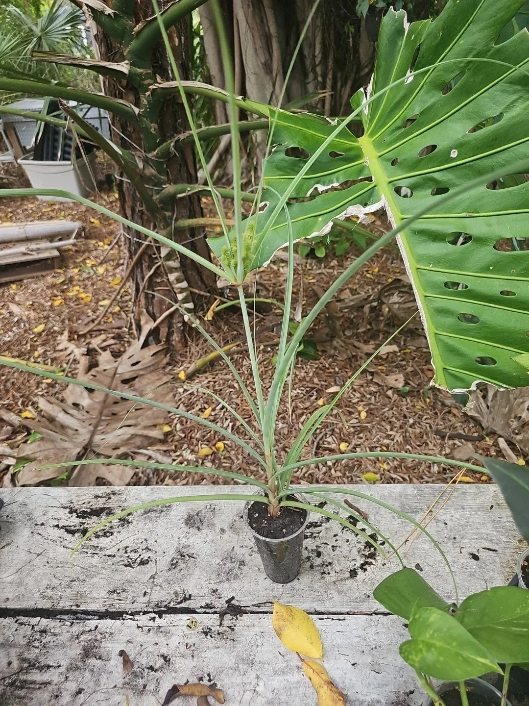Cyperus Flatsedge Bareroot Native Plant Sedge - Florida Organic Rooted Wetland Perennial