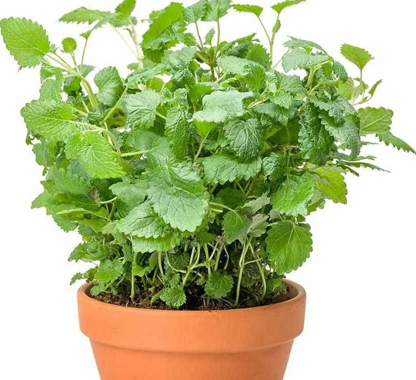 Lemon Balm Seeds - Heirloom Melissa Officinalis Herb for Tea & Culinary - 200+ Seeds - USA Grown