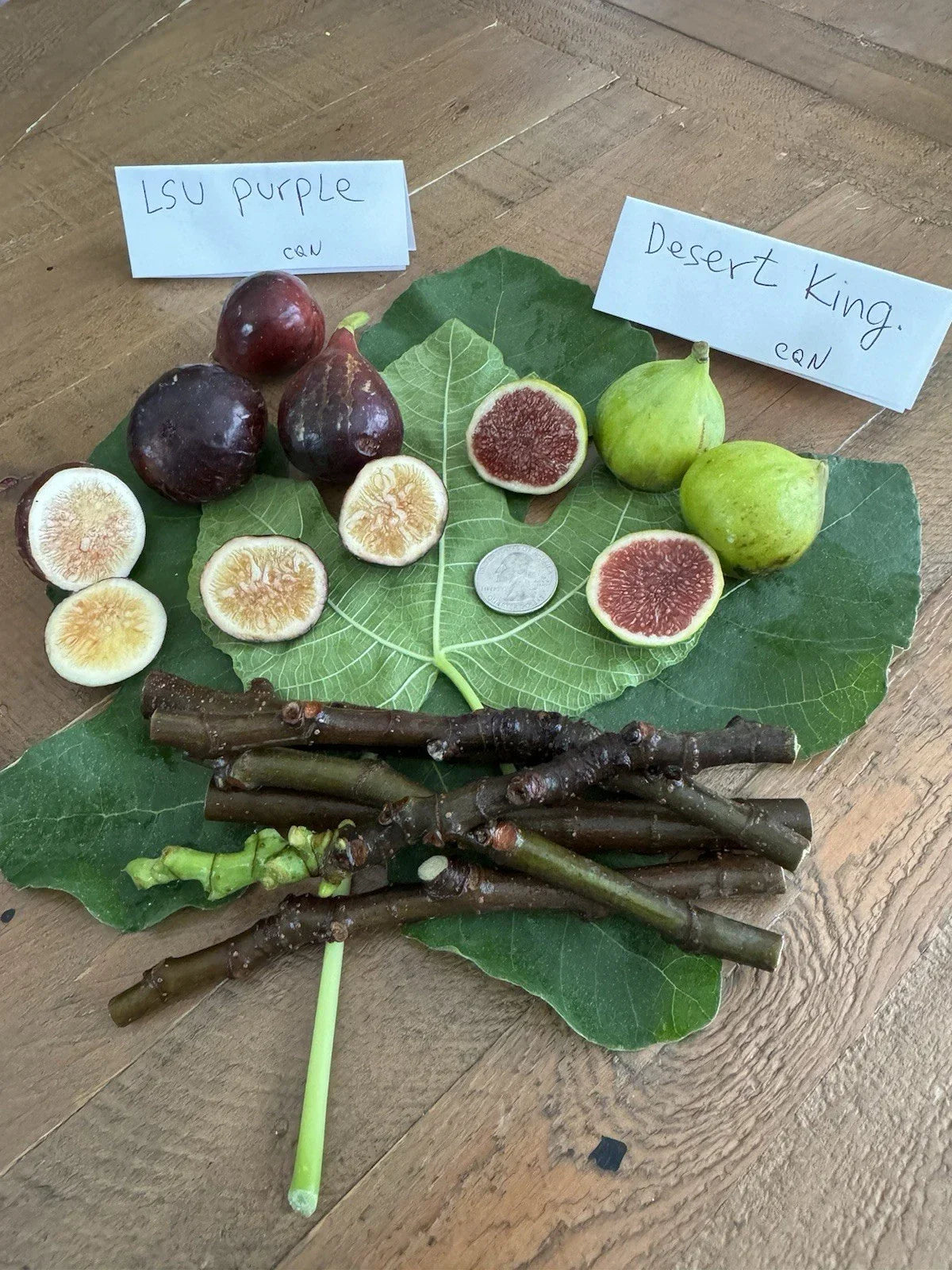 Fig Cuttings 6 Pack - LSU Purple & Desert King Varieties - Ficus carica for Home Gardens