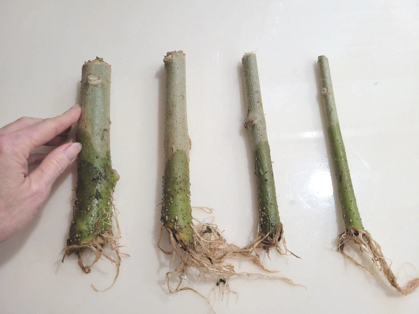 Rooted 7" Angel Trumpet Cuttings Brugmansia spp. Yellow, Pink, White Flowering Fragrant Garden Plant