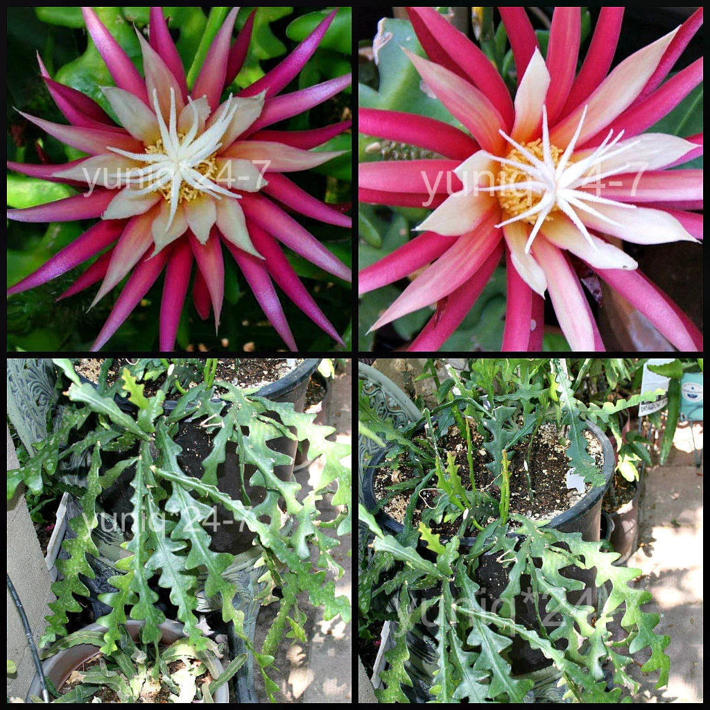 Ric Rac Cutting - Cryptocereus anthonyanus, Fish Bone Succulent, Zigzag Leaf Cactus, Easy Propagation Plant