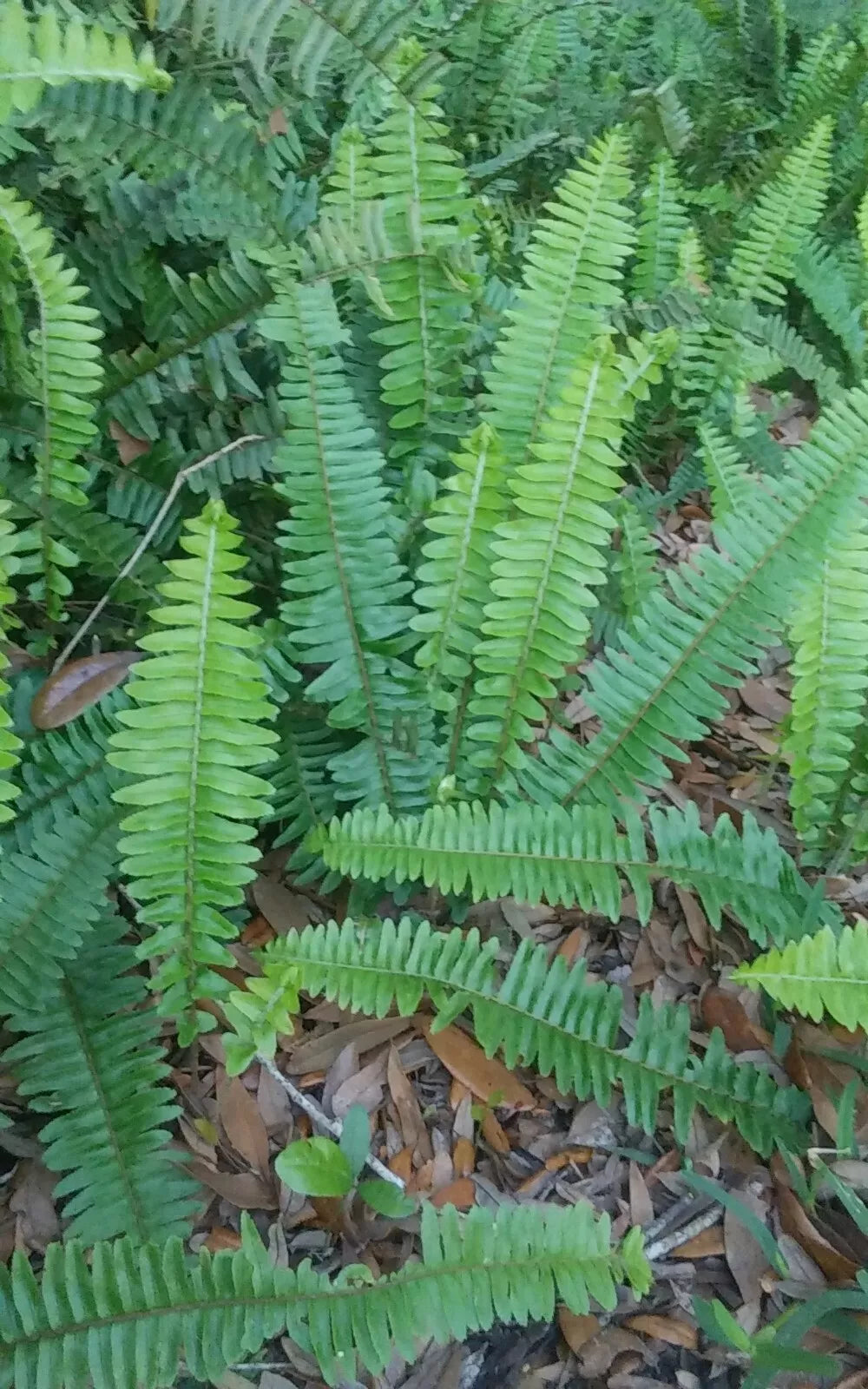 10 Rooted Live Boston Fern Plants - Organic Tropical Garden Nephrolepis exaltata