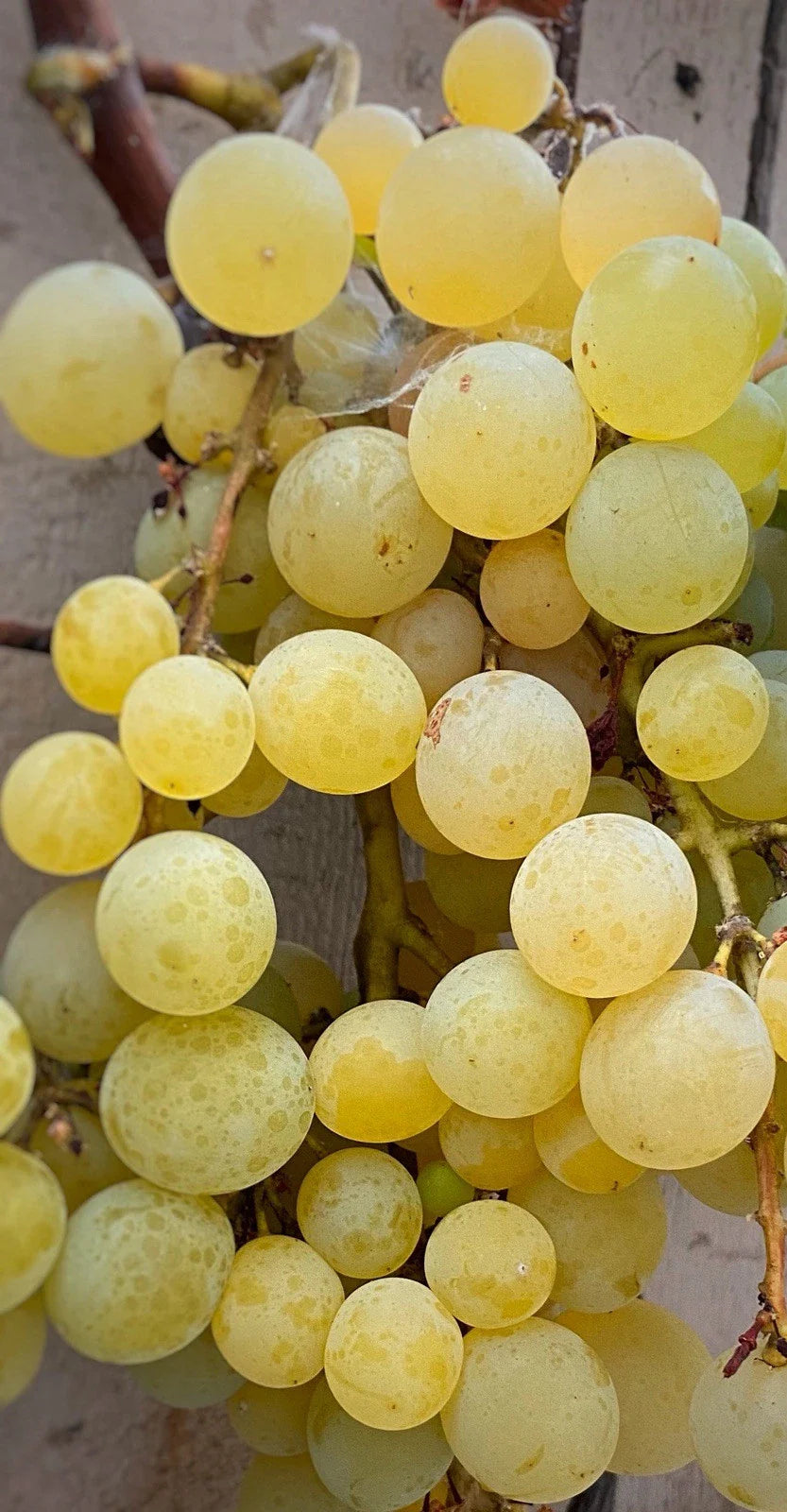 Golden Muscat Grape Cuttings – 4 Healthy Vitis vinifera Grafting or Rooting Cuttings for Home Garden, Vine, or Container Cultivation