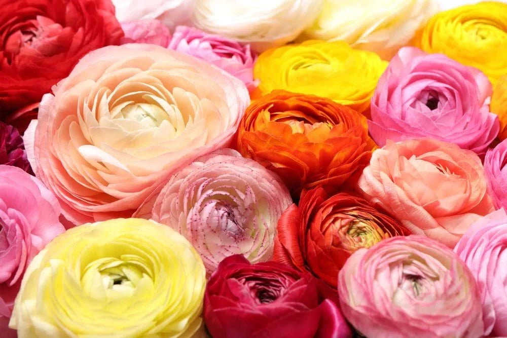 Ranunculus Bulbs Mix - Colorful Flowering Bulbs for Planting - Ranunculus asiaticus - Easy to Grow Garden Flowers