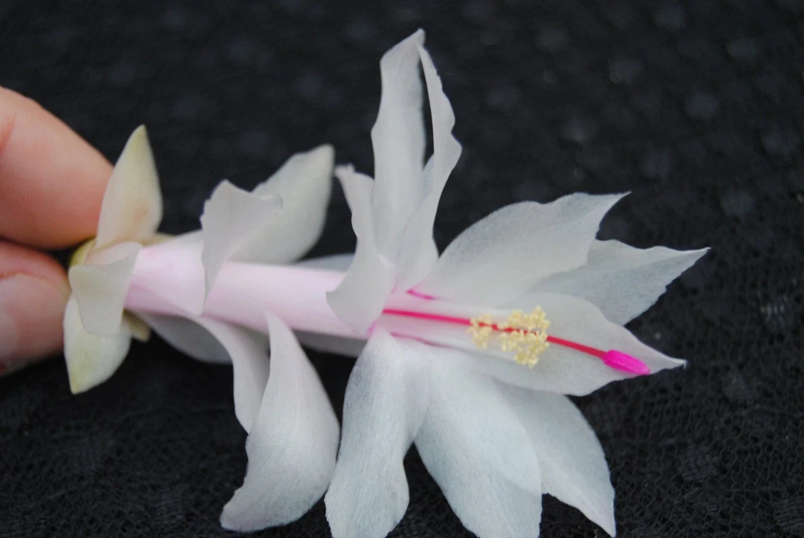 Christmas Cactus Starter Plant - Snow White - Schlumbergera Truncata - Small Well-Rooted Plant for Indoor Decor