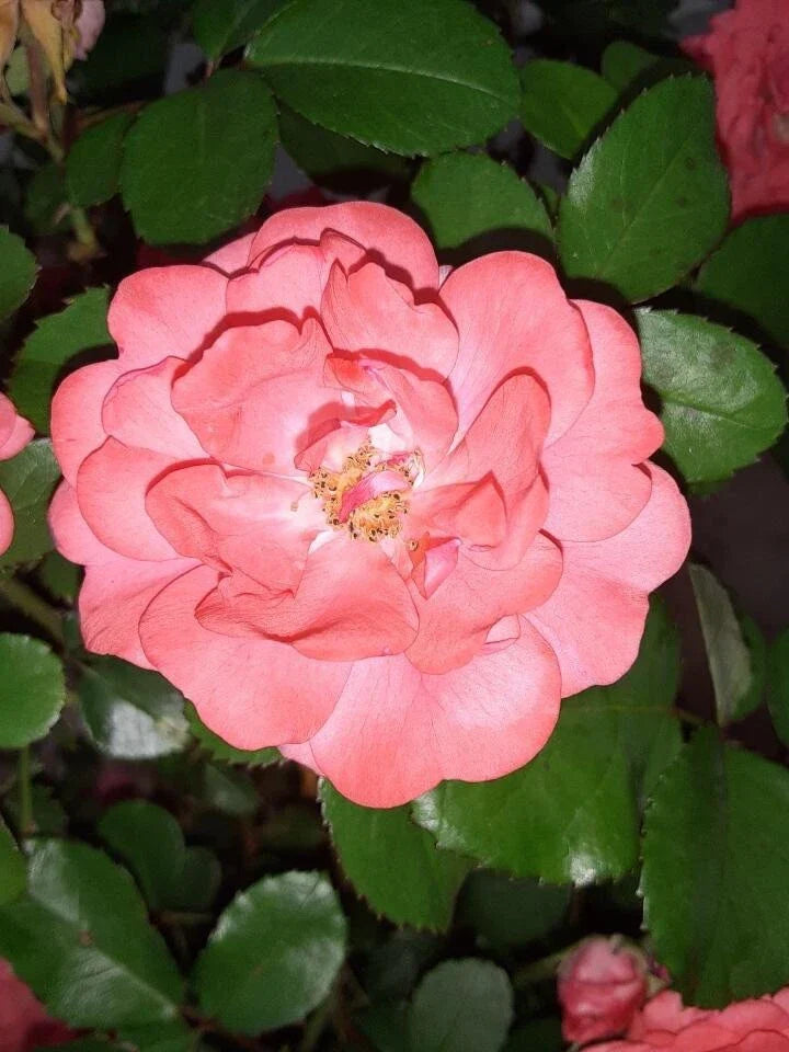 Coral Floribunda Rose Cuttings (4) - Vibrant Coral Blooms for Garden & Containers