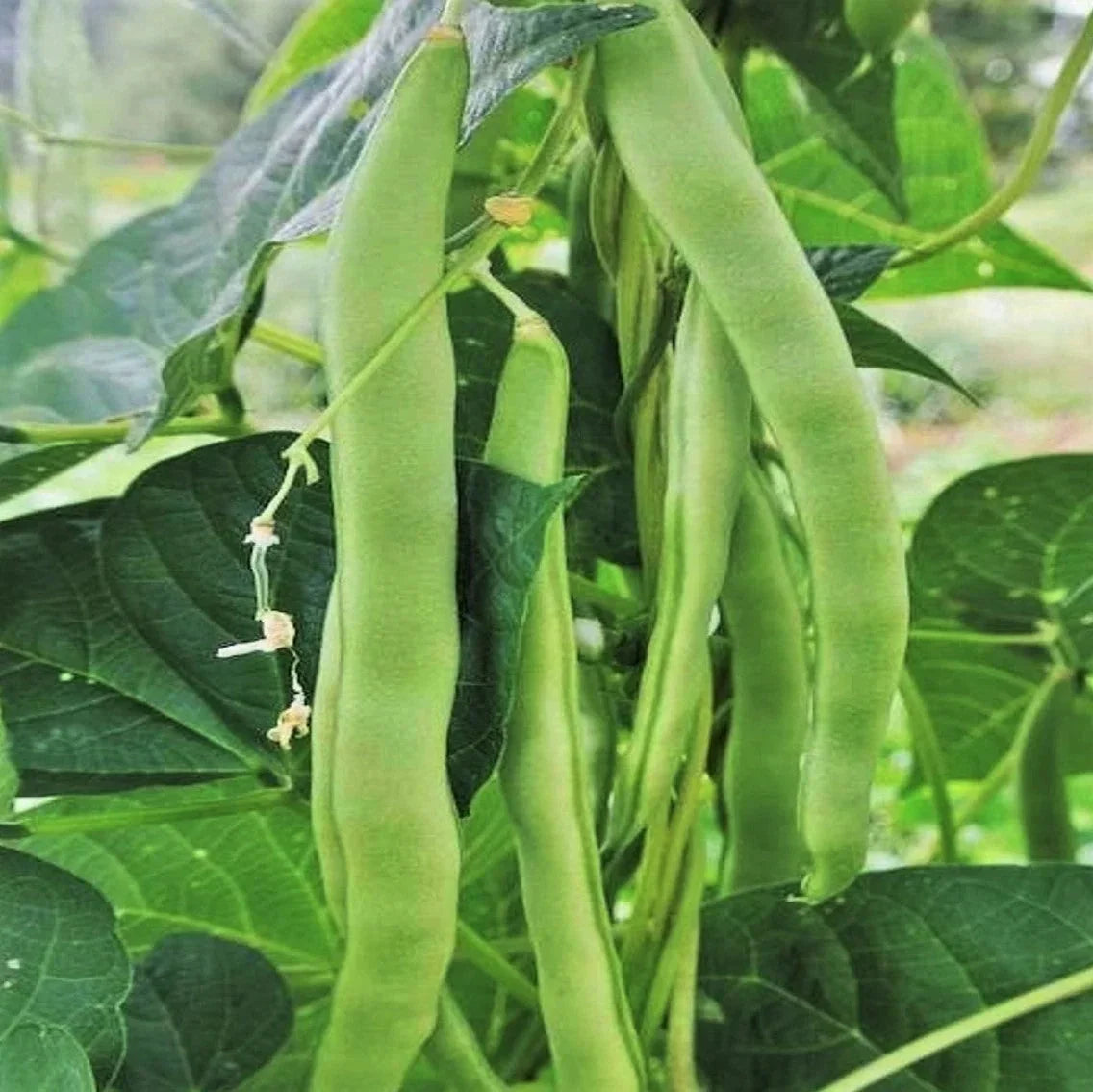Lu Qing Romano Bean Seeds - Non-GMO Pole Variety, Stringless, Light Green, Phaseolus vulgaris