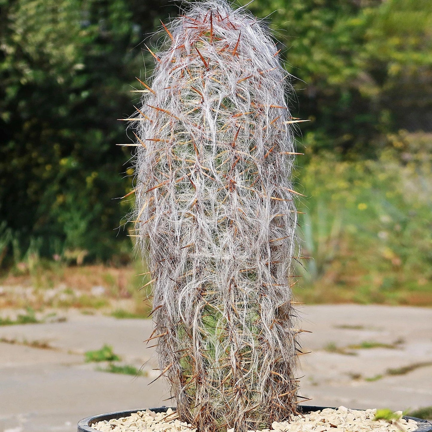 Oreocereus celsianus Cactus | Live Succulent Plant in Pot | Old Man of the Andes | Unique Desert Decor