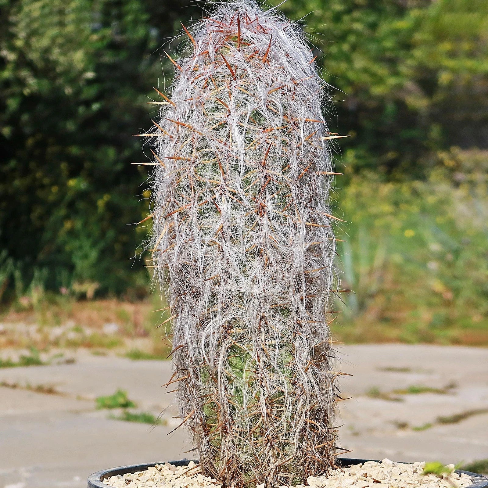 Oreocereus celsianus Cactus | Live Succulent Plant in Pot | Old Man of the Andes | Unique Desert Decor