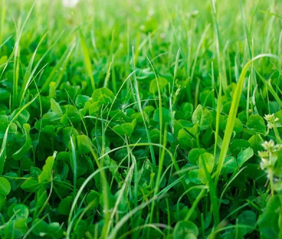 No-Till Garden Cover Crop Mix Seeds - Soil Health & Erosion Control Blend for Sustainable Gardening