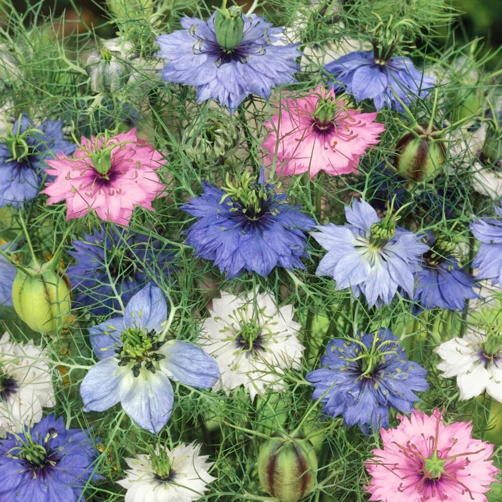 Nigella Seeds - Love-in-a-Mist Mix Double Flowers - 100 Seeds