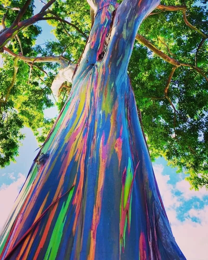 Rainbow Eucalyptus Tree Seeds - 50 Seeds, Eucalyptus deglupta, Multicolored Bark, Tropical Landscape Tree