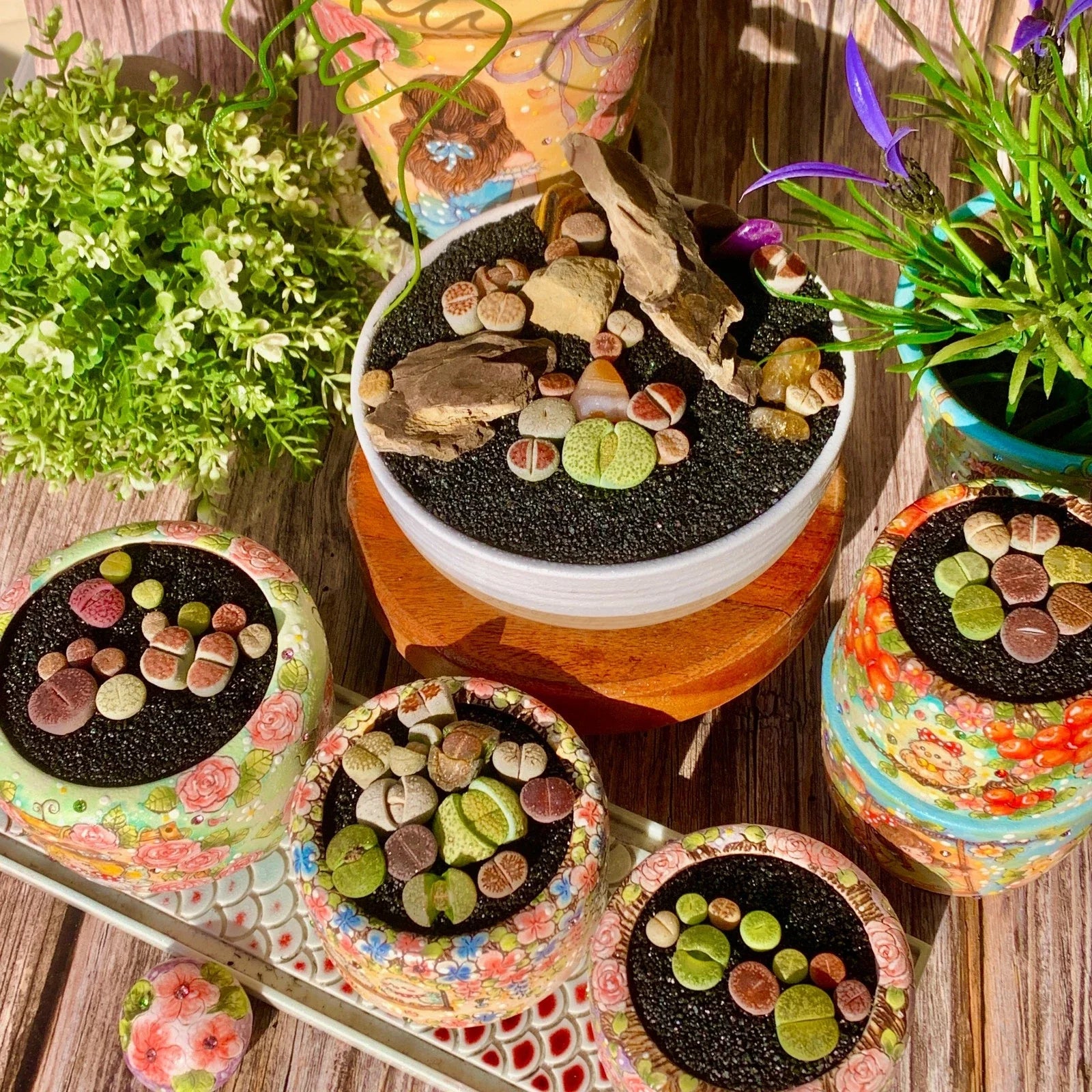 Lithops Succulent 10 Pills Bare Root Living Stones Indoor Plant Rare Imported Cactus Decor