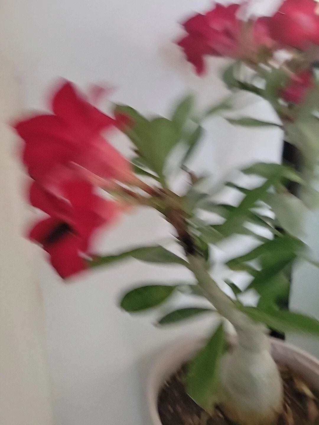 Live Plant Adenium Obesum Red Blood Desert Rose 4" Pot - Tropical Succulent for Indoor Outdoor Gardens
