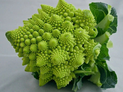 Romanesco Italia Broccoli Seeds - Fractal Natalino Variety, Rare Brassica oleracea, 100-1000 Seeds for Home Garden & Containers