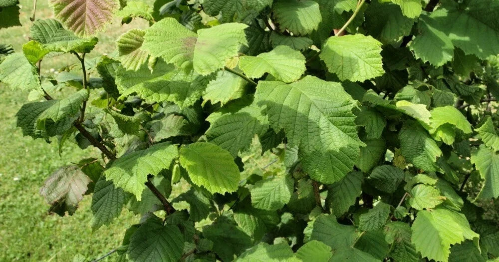 American Hazelnut Tree Plants Set of 2 | Corylus americana Bare Root Shrubs for Nut Production, Hardy Zones 5-9