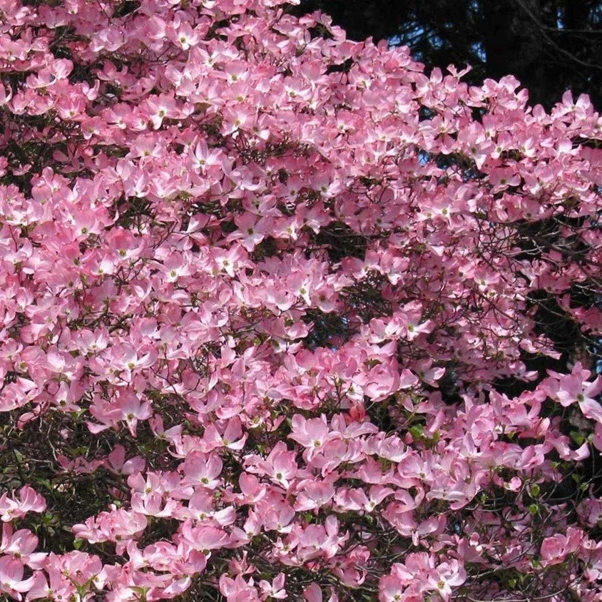 Live Pink Flower Dogwood Tree - 8 Inch Semi Bare-Root Cornus florida for Gardens & Landscaping