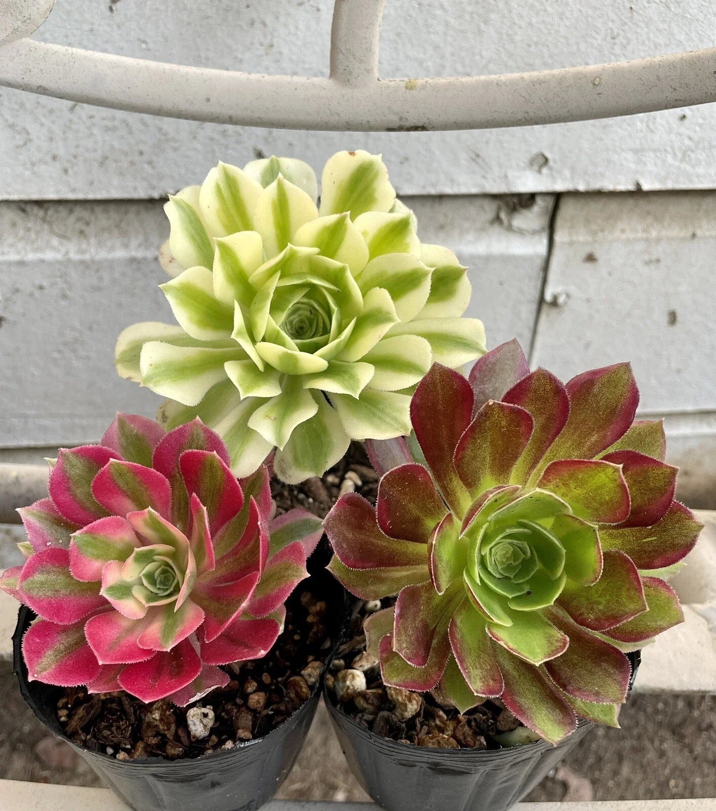 Succulents Live Plants - Aeonium Cutting Combo - Varied Colors - Indoor Garden Plants - Easy Care Succulents - Aeonium spp.