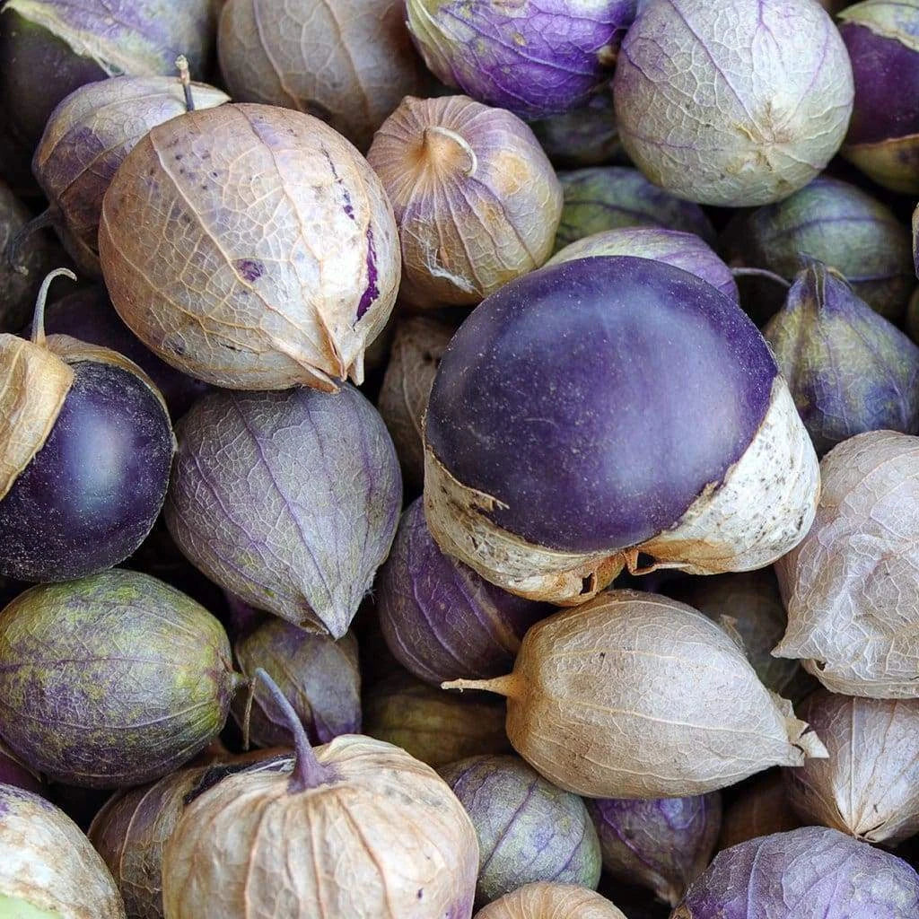 Purple Tomatillo Seeds – 50 Non-GMO Heirloom Vegetable for Salsa, Physalis ixocarpa, Full Sun, Easy to Grow