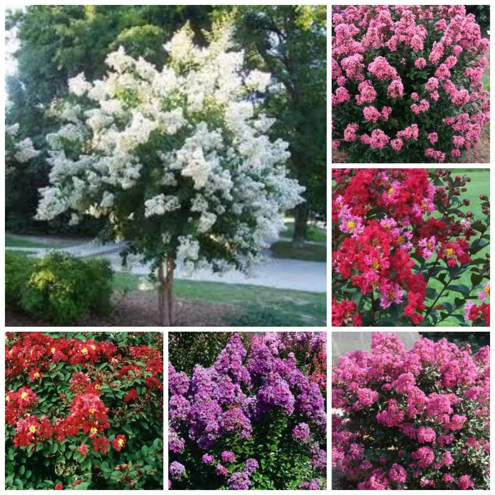 Quart Pot Crape Myrtle Plant Lagerstroemia spp. - Mixed Colors, Low-Maintenance Ornamental Shrub