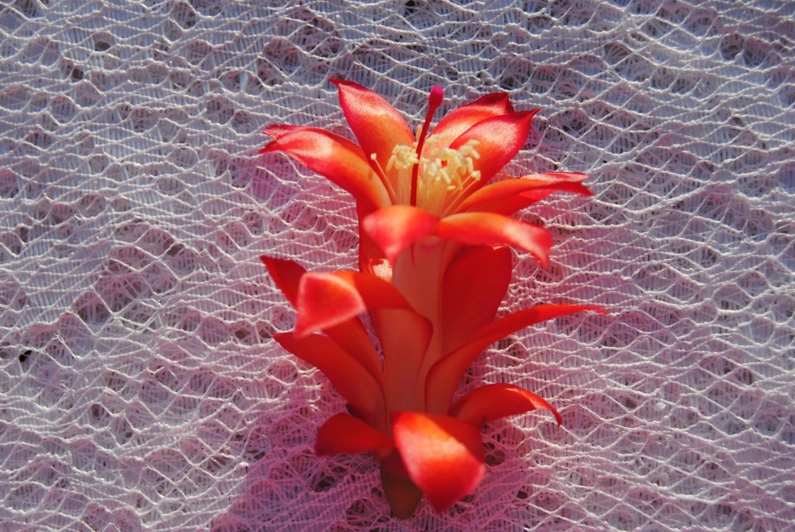 Christmas Cactus Starter Plant - Sparkler Variety in 4-Inch Pot - Schlumbergera Truncata Indoor Plant for Holiday Blooms