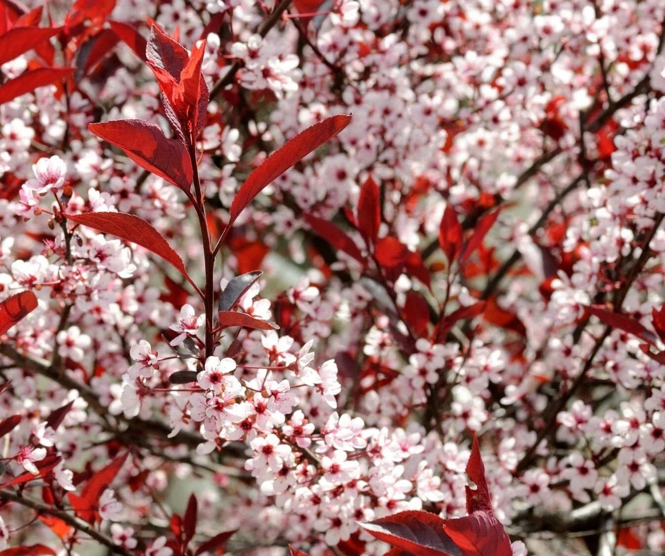 Western Sand Cherry Seeds - 6 Seeds, Prunus besseyi, Rare Variety for Landscaping & Bonsai