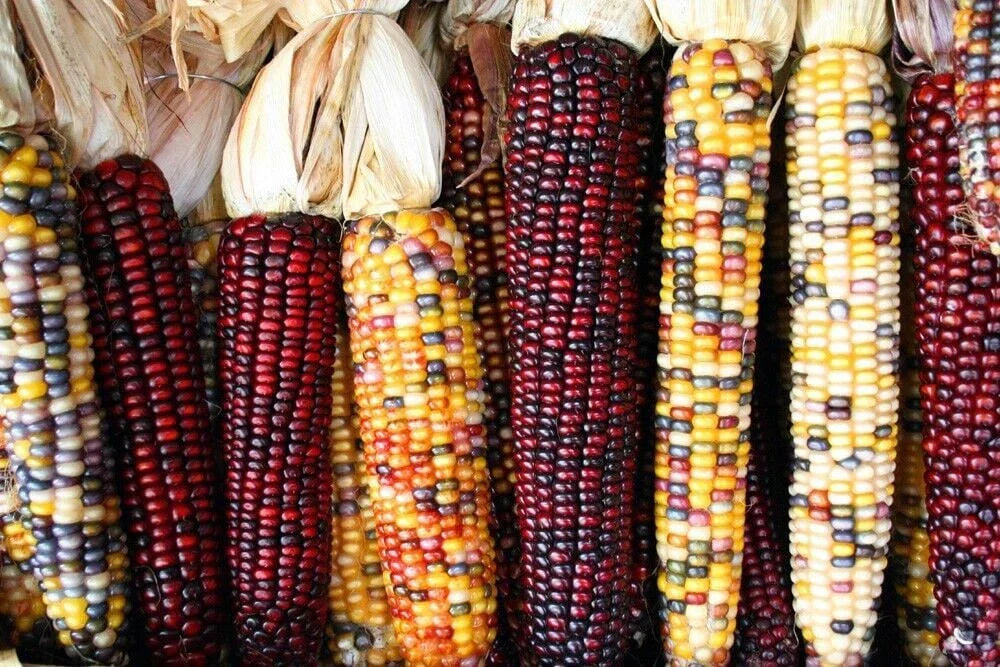 Treated Corn Seeds - Indian Ornamental Variety Non-GMO Zea mays