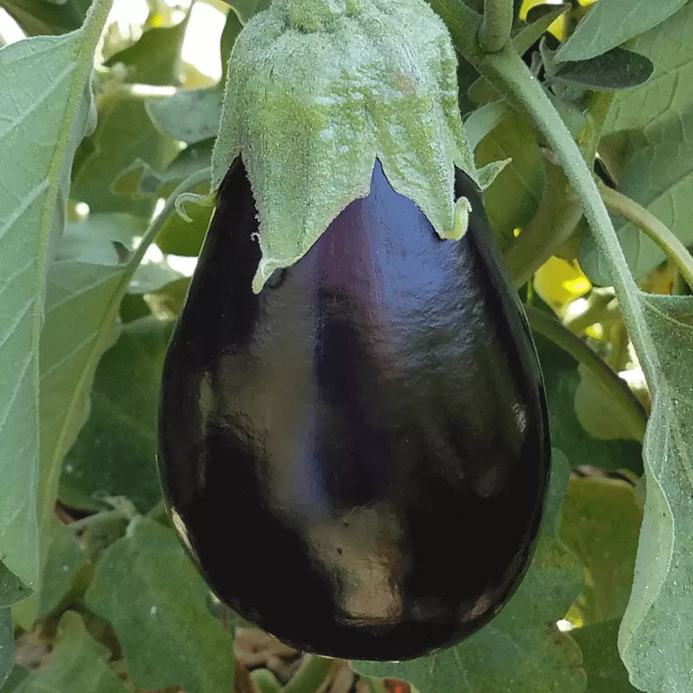 Eggplant Black Beauty Seeds 200+ Heirloom NON-GMO for Vegetable Garden