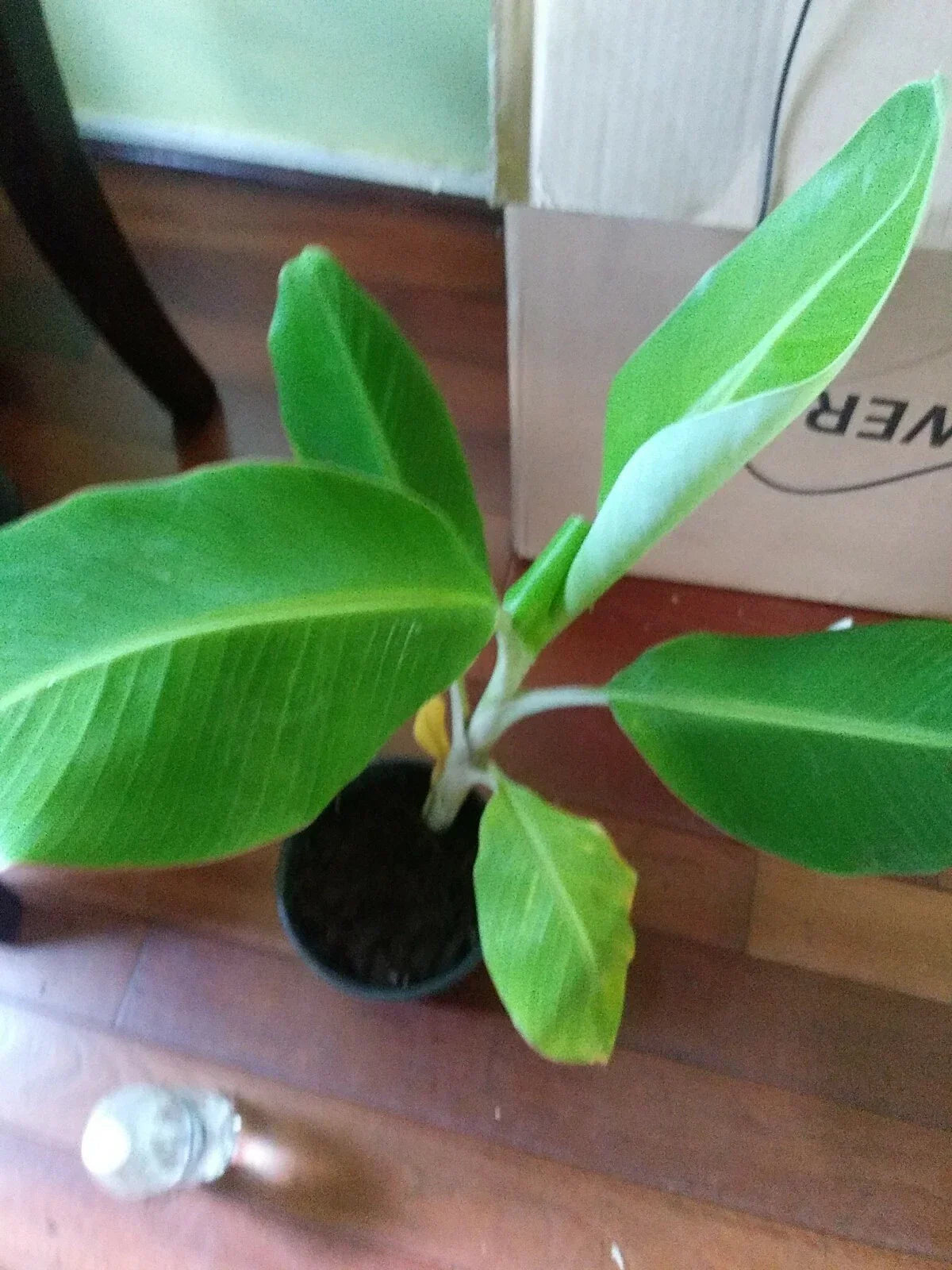 Live Plantain Plant 8-12in - Platano Macho in Pot with Soil | Musa paradisiaca
