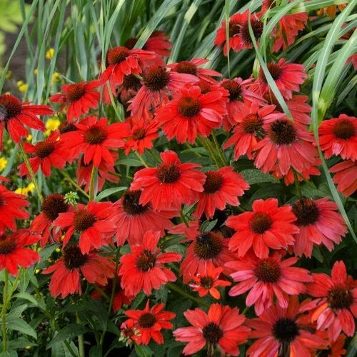 50 Red Salsa Coneflower Seeds - Echinacea Purpurea Perennial Flowers, USA Seller