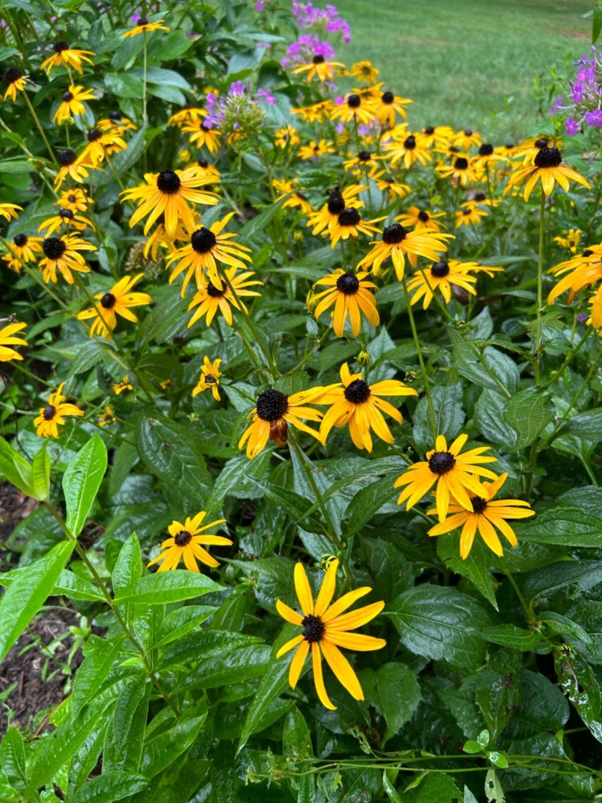 Black-Eyed Susan Plants - 12 Bare Root Plugs - Rudbeckia hirta - Organic Flowering Perennials for Garden