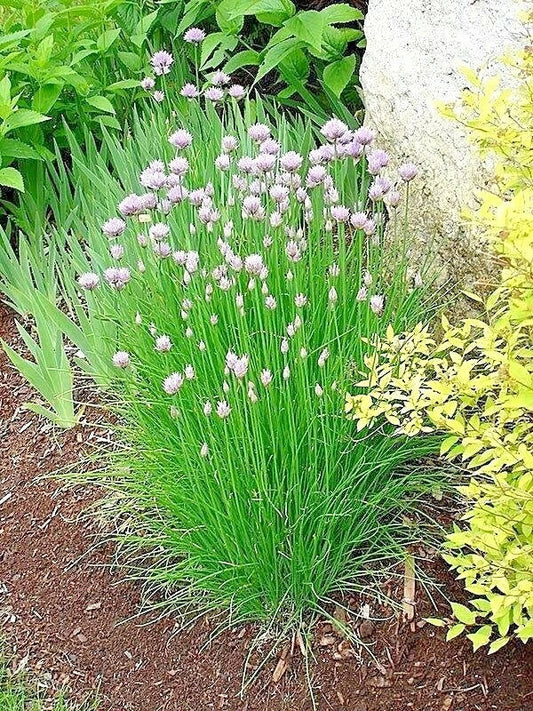 Chives Seeds 401+ Herb Allium schoenoprasum for Garden, Patio, Container Planting
