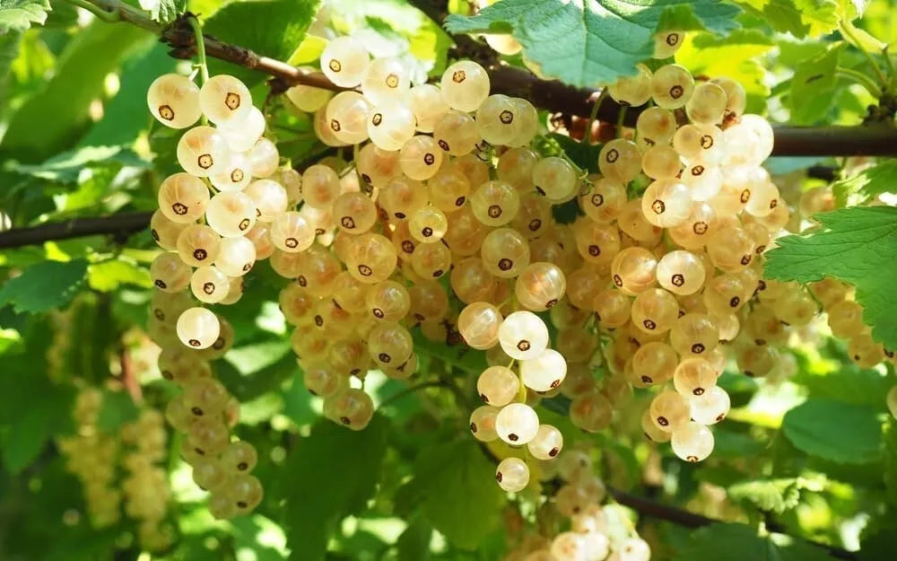White Currant Berry Plant - Rooted Blanca Variety - Ribes rubrum - Edible Fruit, Compact, Easy Care