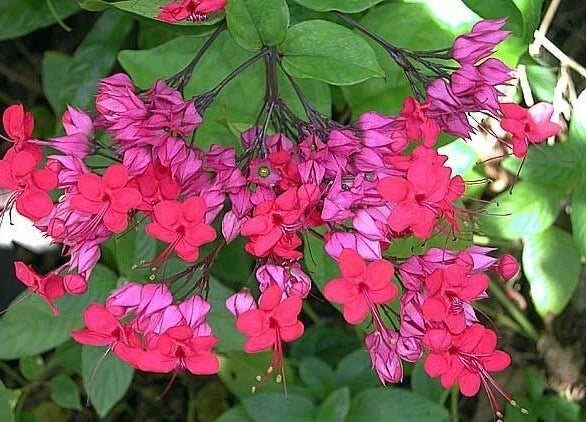 Bleeding Heart Starter Plant - Java Red Clerodendrum Delectum - Red & Purple Heart-Shaped Blooms, Pollinator Attracting, Easy to Grow