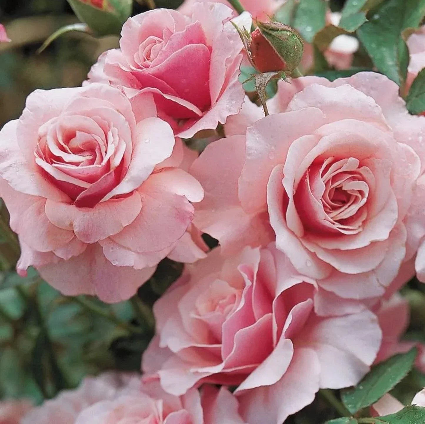 Floribunda Rose Cuttings Our Lady of Guadalupe Rosa 'Guadalupana' 5-8" Long 3 Stems