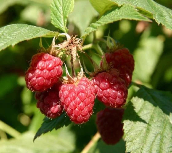 Coho Red Raspberry Starter Plant 5L | Rubus idaeus 'Coho' | Live Plant for Home Garden & Small Spaces