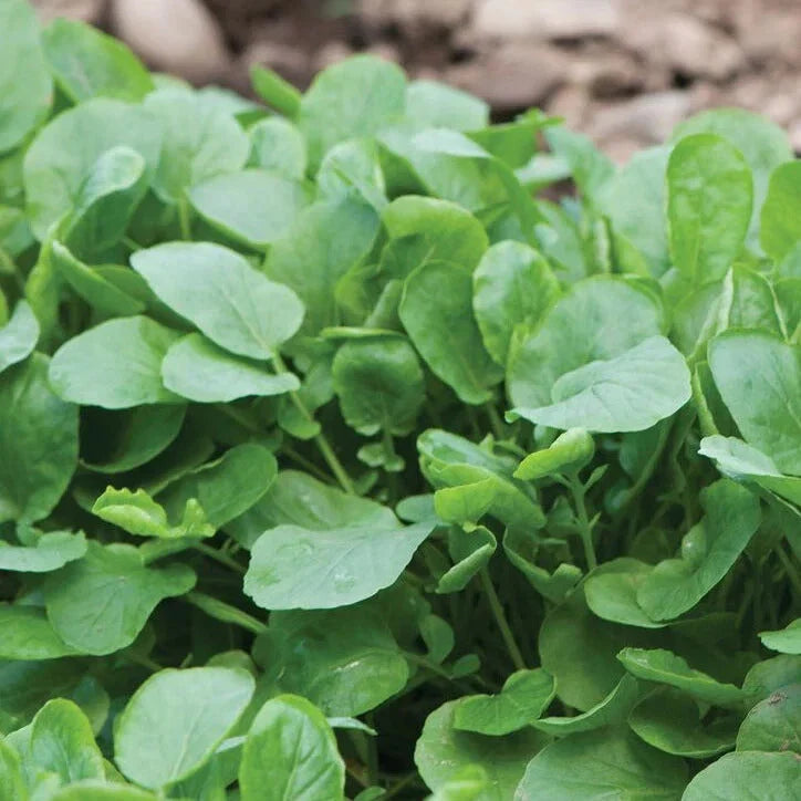 Upland Cress Seeds - 1000+ Non-GMO Heirloom Garden Seeds for Salads & Culinary Use - Barbarea verna