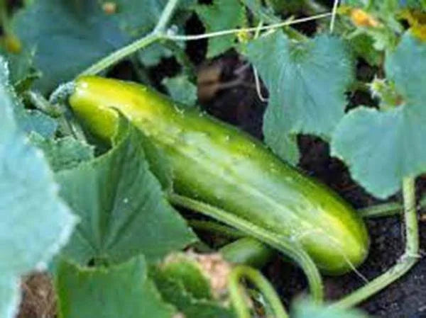 Cucumber Seeds, Heirloom Marketer Variety, Non-GMO, Cucumis sativus, 25+ Pack for Garden, Salad, and Pickling