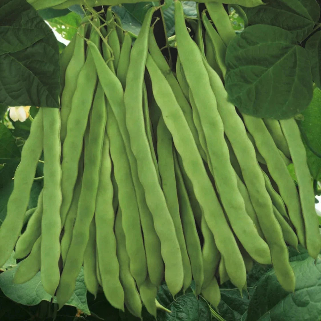 Qing Bian Romano Bean Seeds - Non-GMO Pole, Stringless Green Beans, Phaseolus vulgaris, Organic Seed Packet