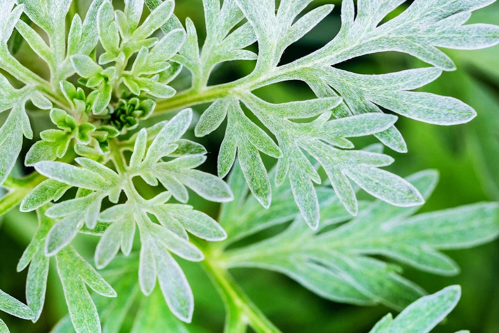 Absinthe Plant Seeds - 100 Count, Common Wormwood, Artemisia Absinth, Herb Garden Seeds for Ornamental and Culinary Use