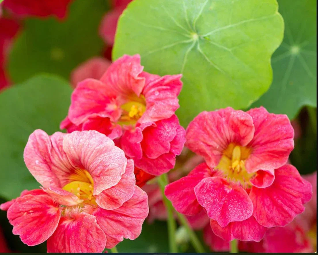 Nasturtium Seeds - Jewel Cherry Rose Vine - Edible, Fragrant, Non-GMO - 20 Seeds - Tropaeolum majus