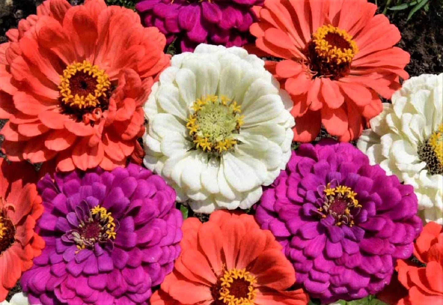 Zinnia Seeds Mix - Under the Sea Variety - 100+ Seeds - Colorful Annual Flowers for Garden Beds & Containers - Zinnia elegans