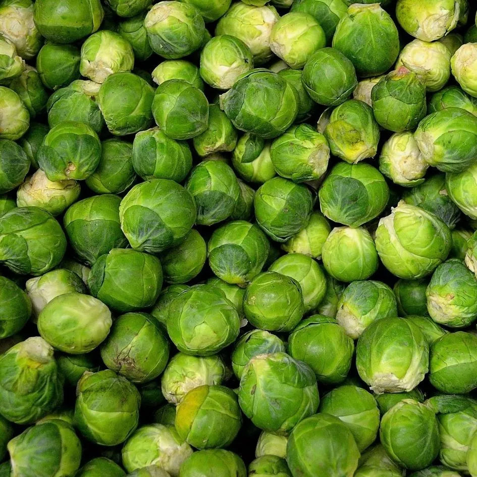 Brussel Sprouts Seeds 300+ Non-GMO Heirloom Long Island Variety Organic Vegetable Gardening