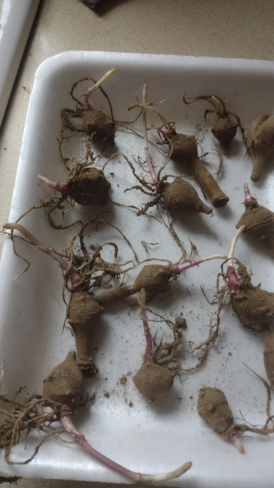 Red Organic Jerusalem Artichoke Tubers - 10 Small Helianthus tuberosus for Planting