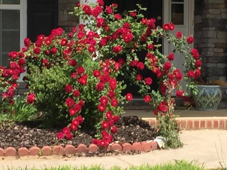 Dr. Huey Rose Plant Cuttings – Live Climbing Shrub with Deep Red Blooms – Rosa 'Dr. Huey' – 6 Cuttings for Garden or Indoor Use